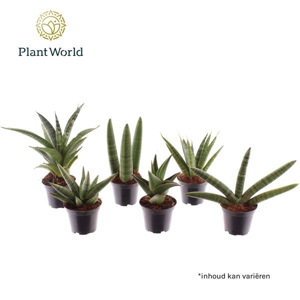 Горшечные цветы и растения оптом Sansevieria Luxe Mix от 16шт (для телеги) из Голландии с доставкой по России
