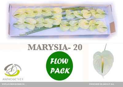 Срезанные цветы оптом Anthurium marysia от 20шт из Голландии с доставкой по России