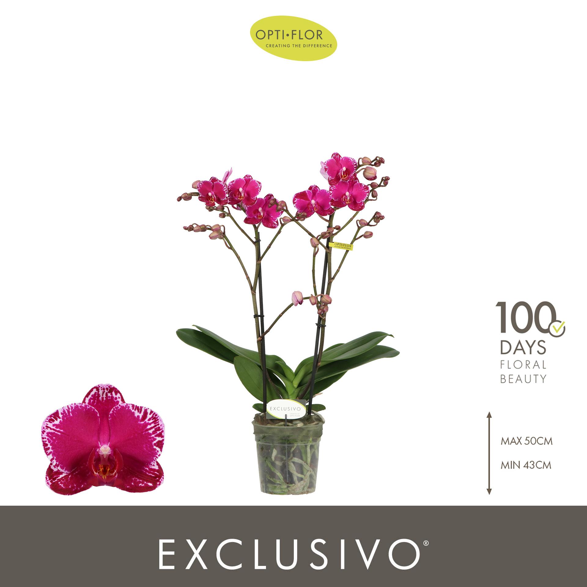 Горшечные цветы и растения оптом Phal 1st Asian Violin от 6шт из Голландии с доставкой по России