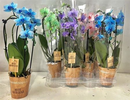 Горшечные цветы и растения оптом Phal **paint** Cascade Paint 2 Branches 16+ от 6шт (для телеги) из Голландии с доставкой по России