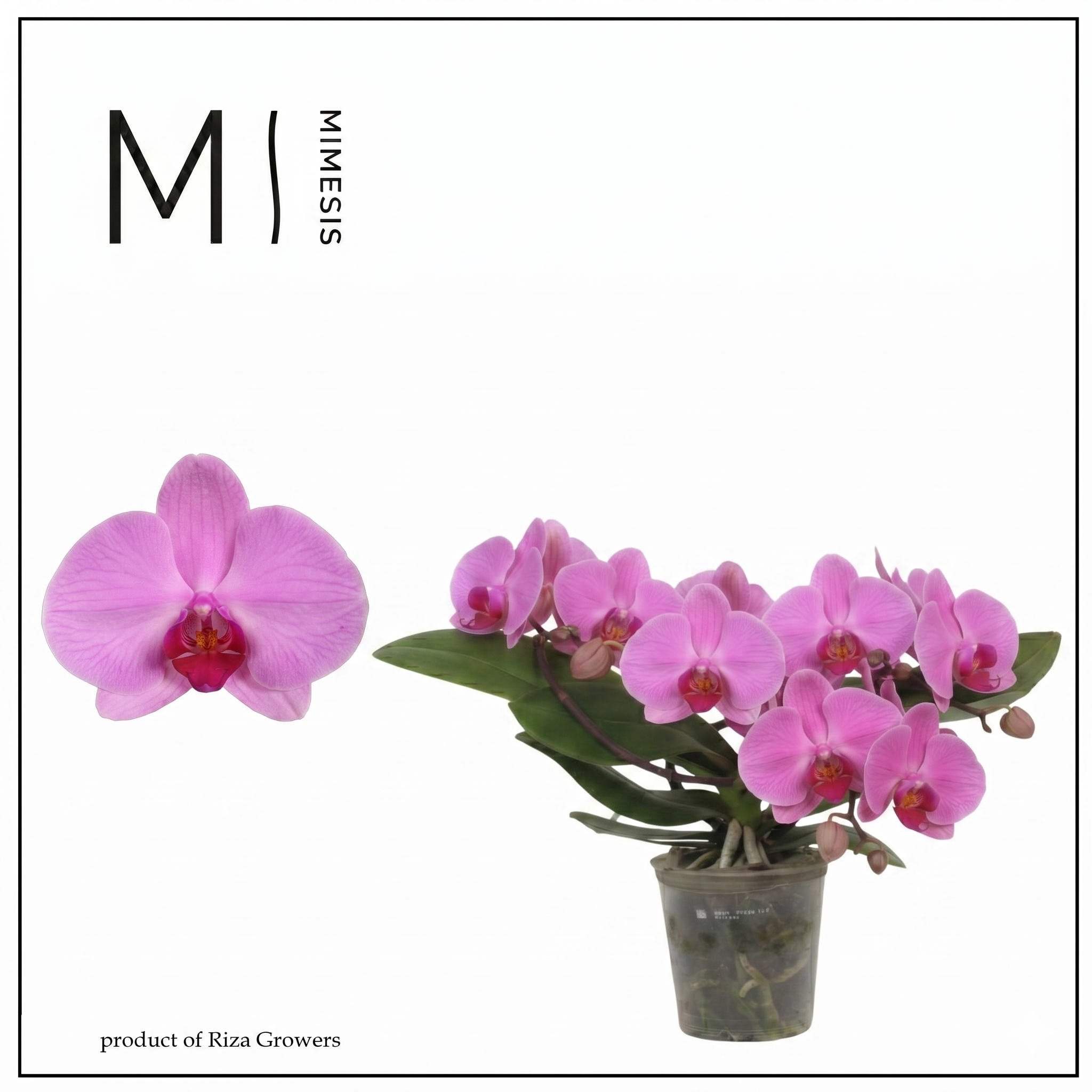 Горшечные цветы и растения оптом Phal Muse Pink 25+ (mimesis) от 3шт из Голландии с доставкой по России