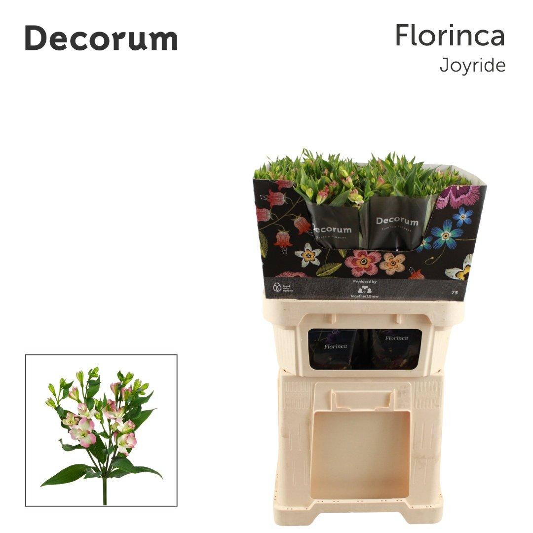 Срезанные цветы оптом Alstroemeria fl joy ride от 50шт из Голландии с доставкой по России