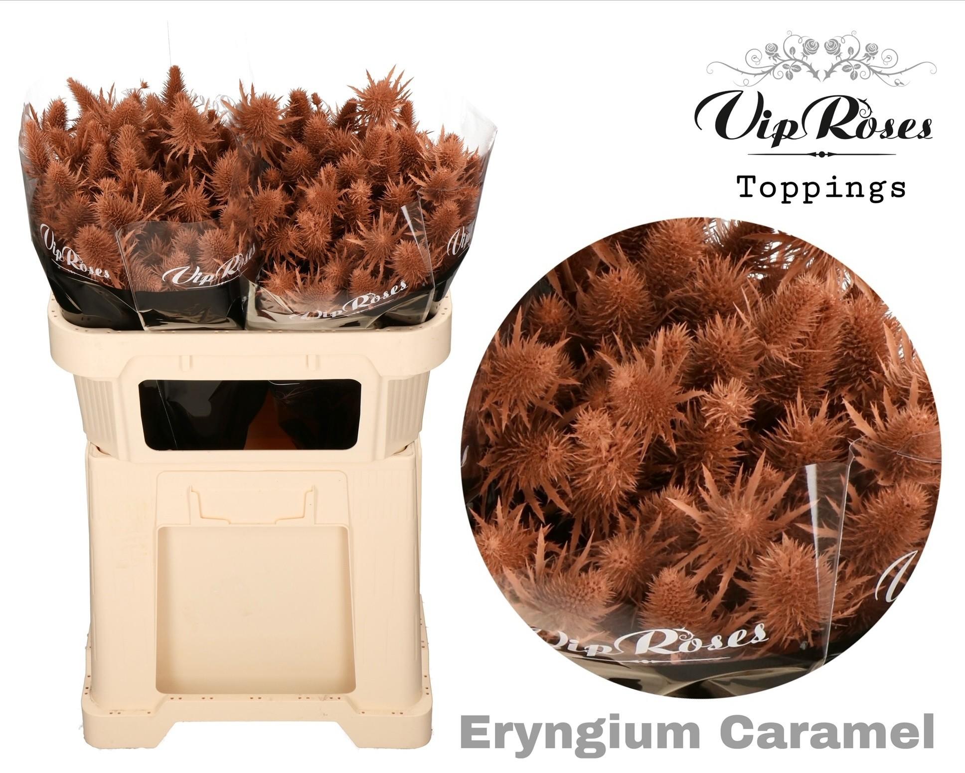 Срезанные цветы оптом Eryngium supernova paint caramel от 20шт из Голландии с доставкой по России