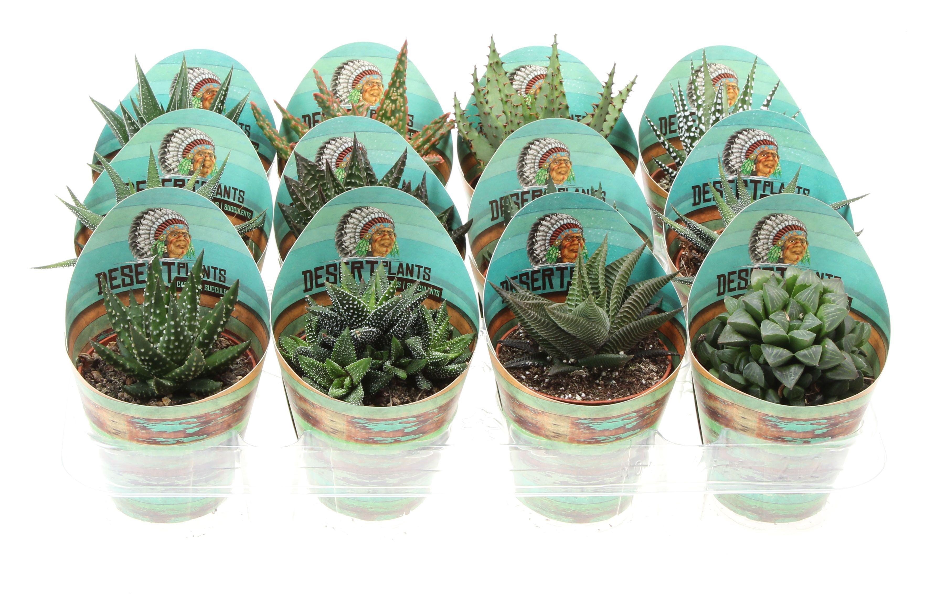 Горшечные цветы и растения оптом Aloe Mix Potcover Desert Plants от 12шт (для телеги) из Голландии с доставкой по России