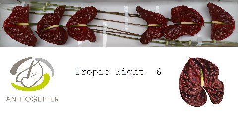 Срезанные цветы оптом Anthurium tropic night от 6шт из Голландии с доставкой по России