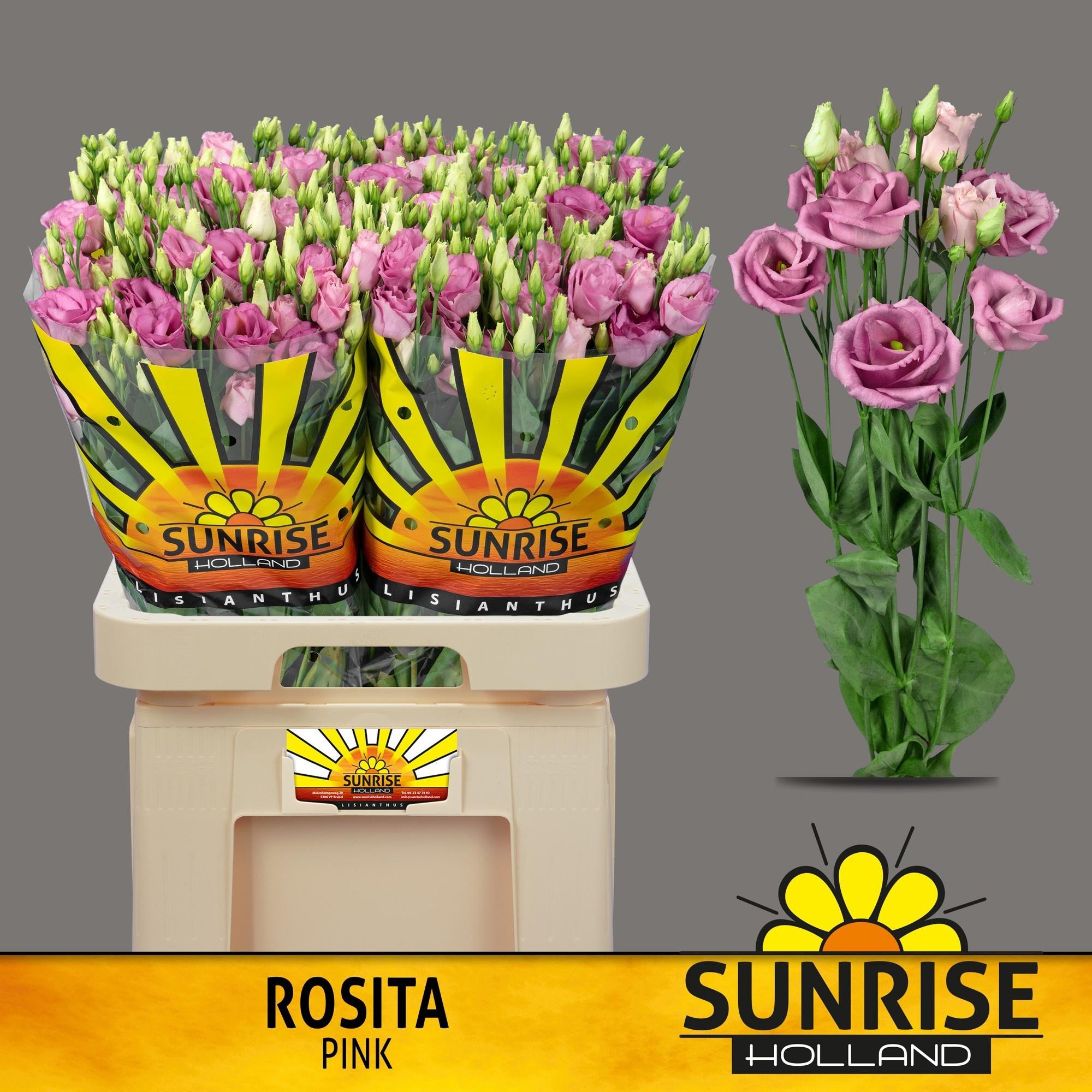 Срезанные цветы оптом Lisianthus do rosita pink A от 40шт из Голландии с доставкой по России