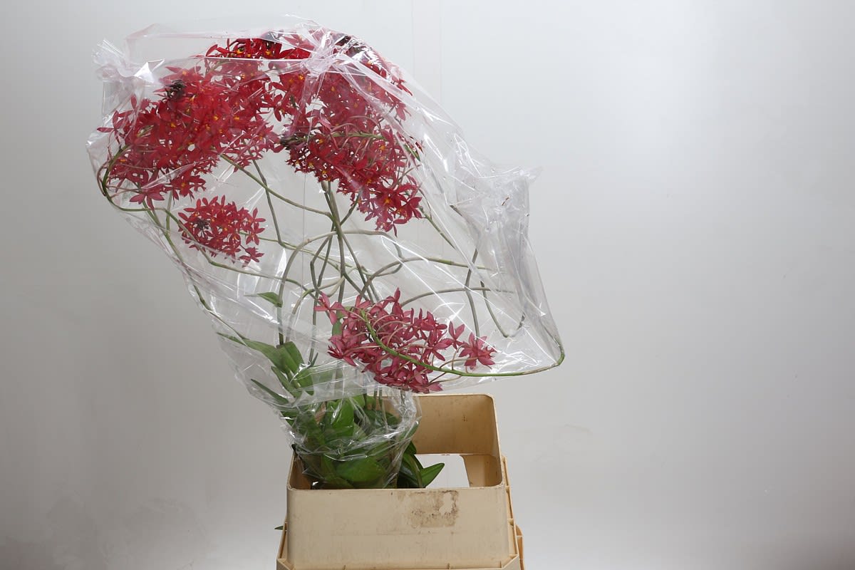 Срезанные цветы оптом Orchid epidendrum red от 10шт из Голландии с доставкой по России