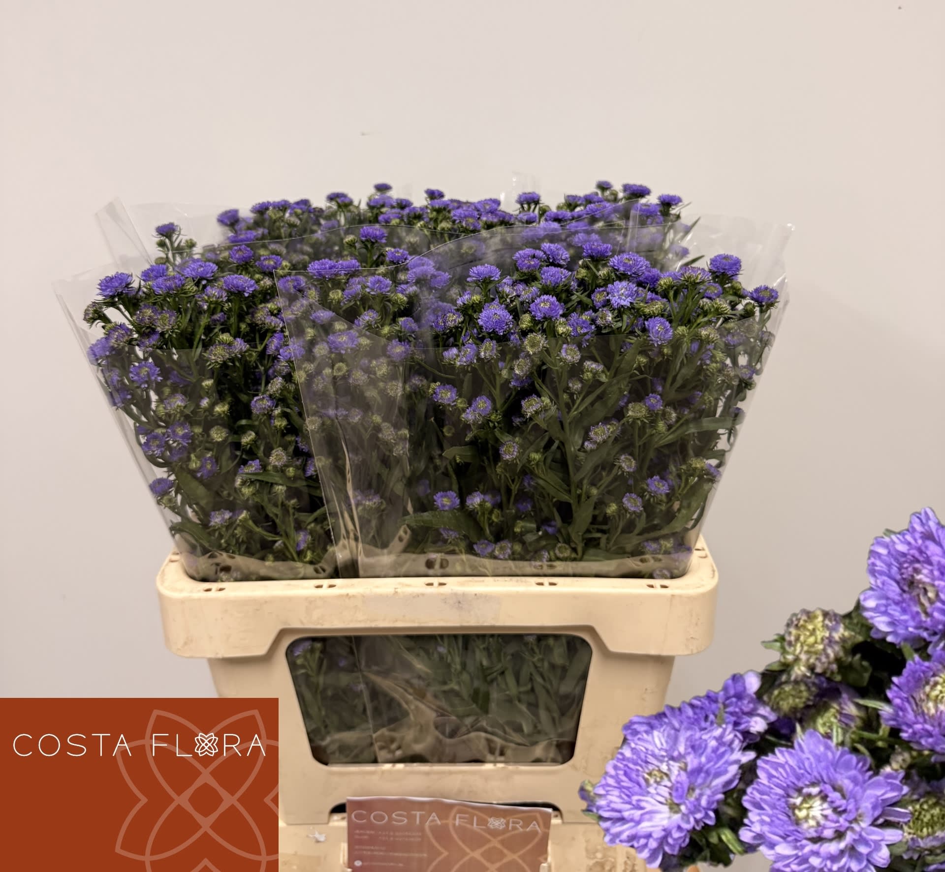 Срезанные цветы оптом Aster baby blue от 100шт из Голландии с доставкой по России