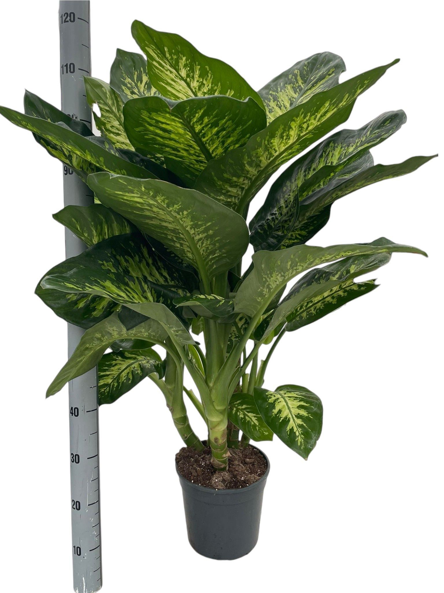 Горшечные цветы и растения оптом Dieff Se Tropic Snow от 1шт из Голландии с доставкой по России