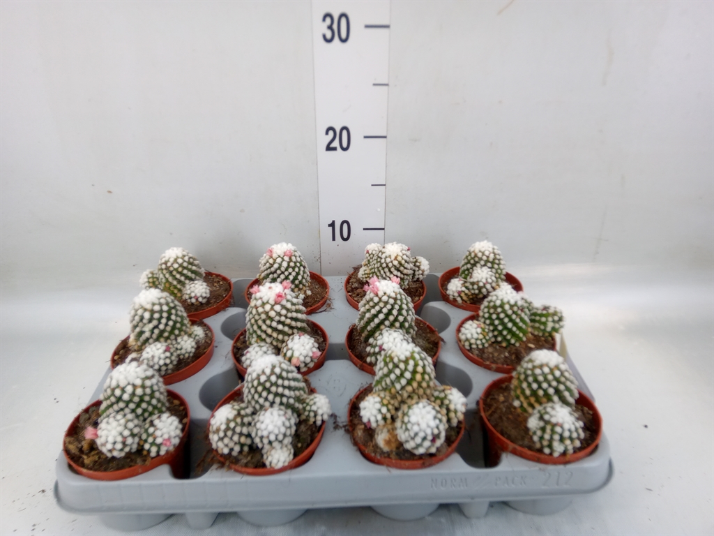 Горшечные цветы и растения оптом Mammillaria Gracilis от 12шт (для телеги) из Голландии с доставкой по России