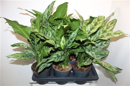 Горшечные цветы и растения оптом Aglao Green Splash от 6шт из Голландии с доставкой по России