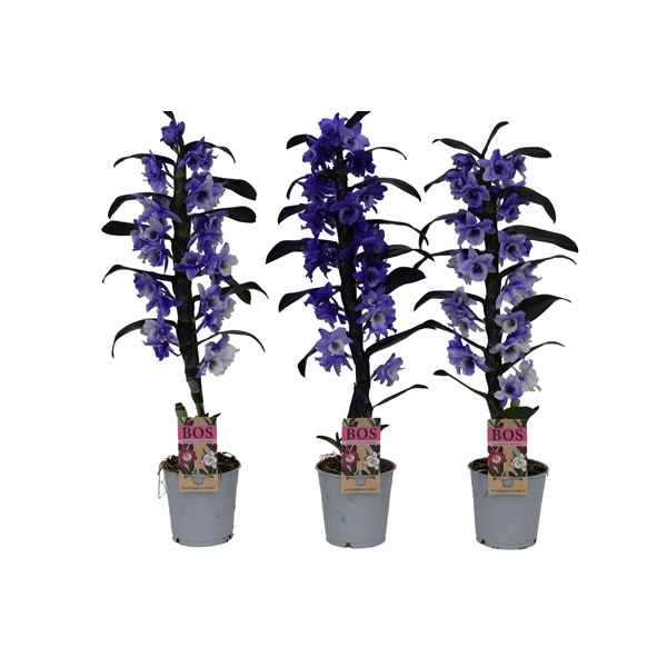 Горшечные цветы и растения оптом Dendr Nob 1st Painted Purple (inject) от 6шт из Голландии с доставкой по России