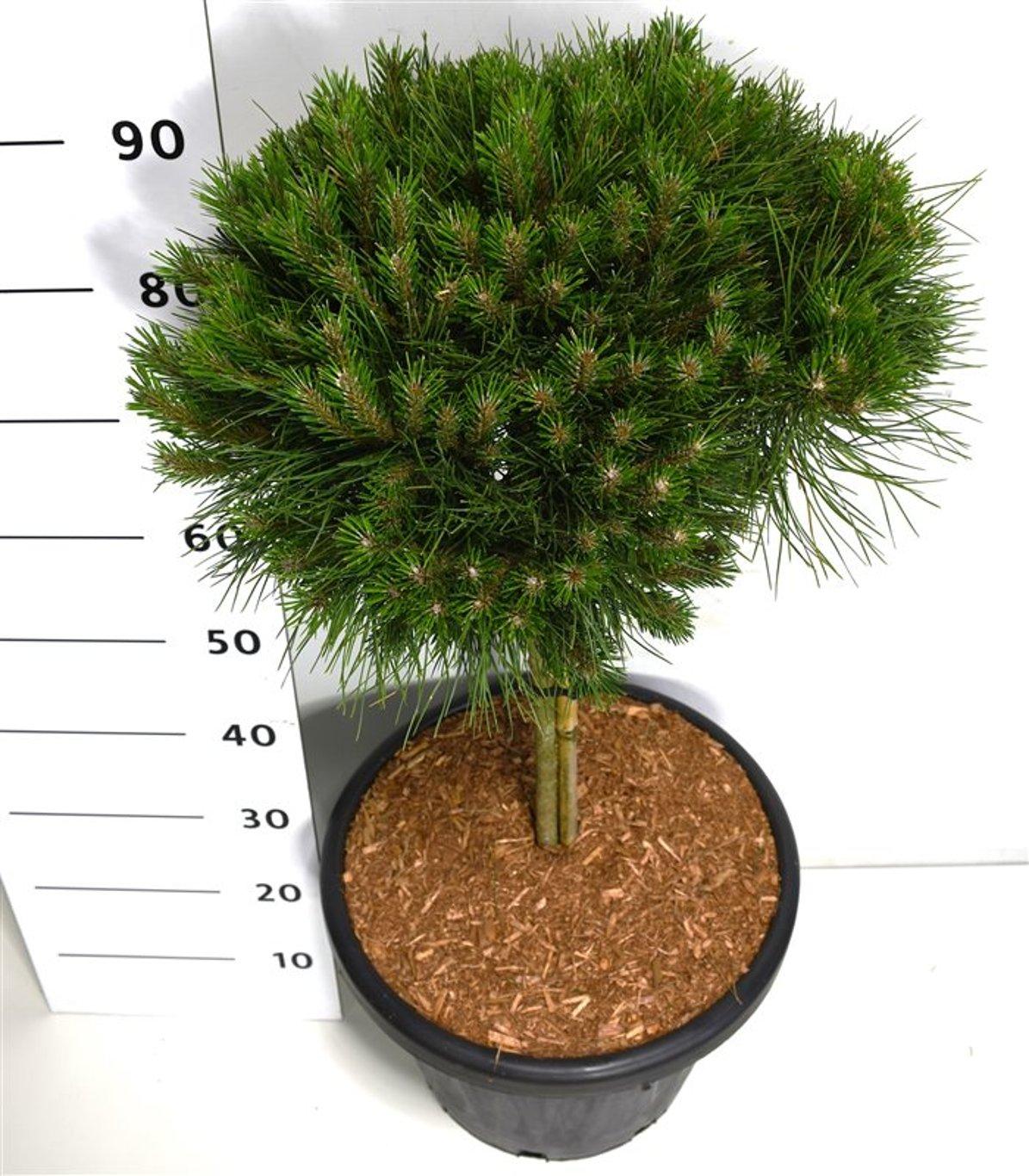 Горшечные цветы и растения оптом Pinus Nigra Bambino On Stem от 1шт из Голландии с доставкой по России