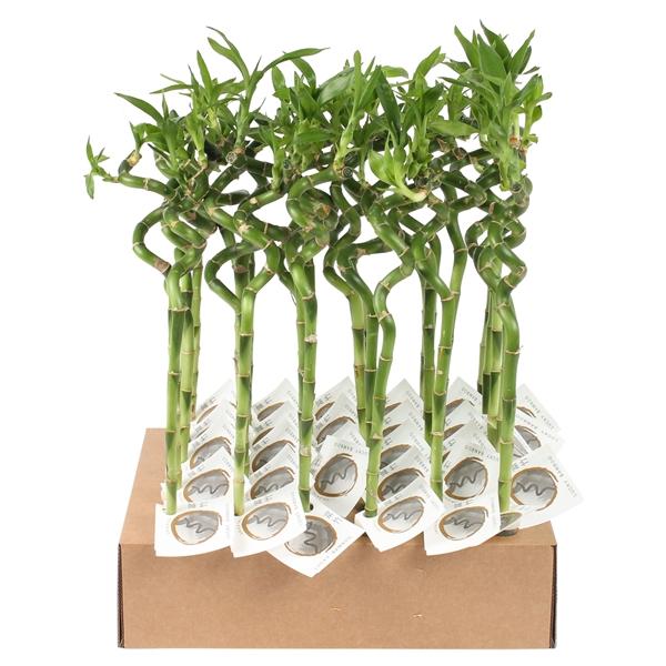 Горшечные цветы и растения оптом Lucky Bamboo Stem Spiral 35cm In Tube & Karton Tra от 30шт (для телеги) из Голландии с доставкой по России
