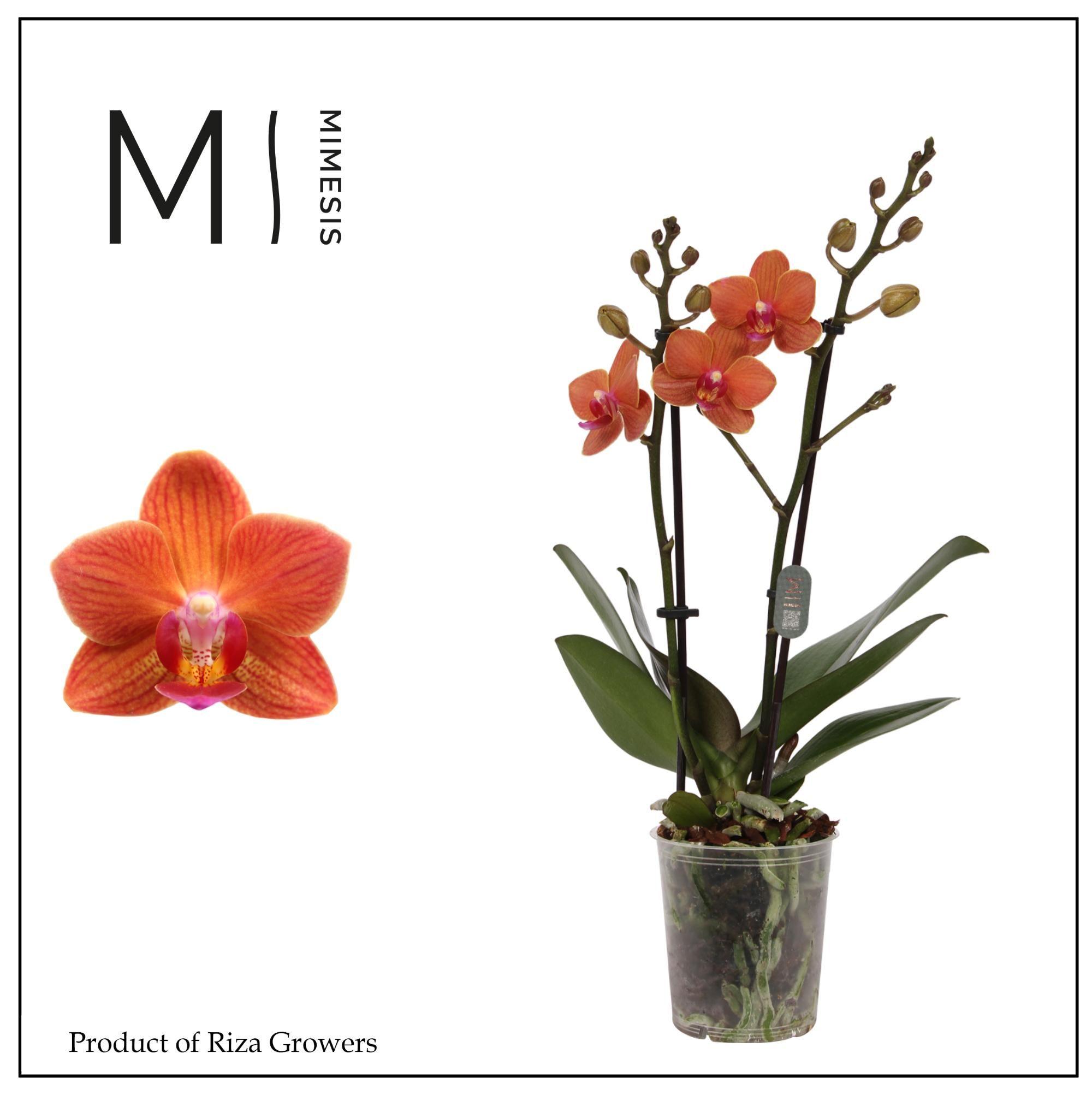 Горшечные цветы и растения оптом Mimesis Phal. Bolzano - 2 Spike 9cm от 12шт (для телеги) из Голландии с доставкой по России