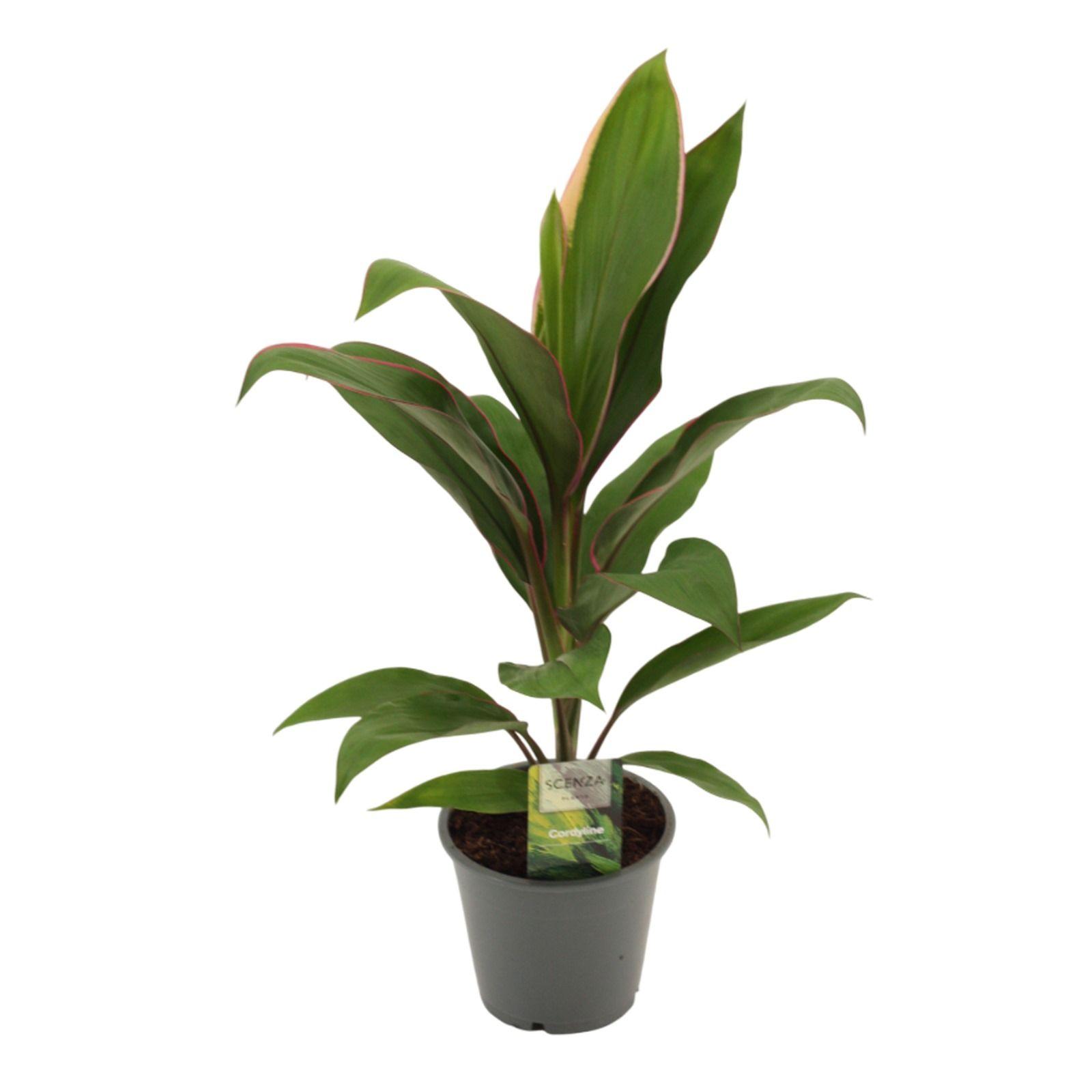 Горшечные цветы и растения оптом Cordyline Salsa от 10шт из Голландии с доставкой по России