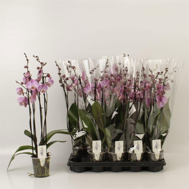 Горшечные цветы и растения оптом Phal Ov Roze от 10шт из Голландии с доставкой по России