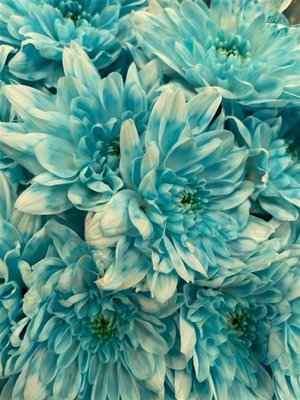 Срезанные цветы оптом Chrys sp paint baltica pastel blue от 40шт из Голландии с доставкой по России