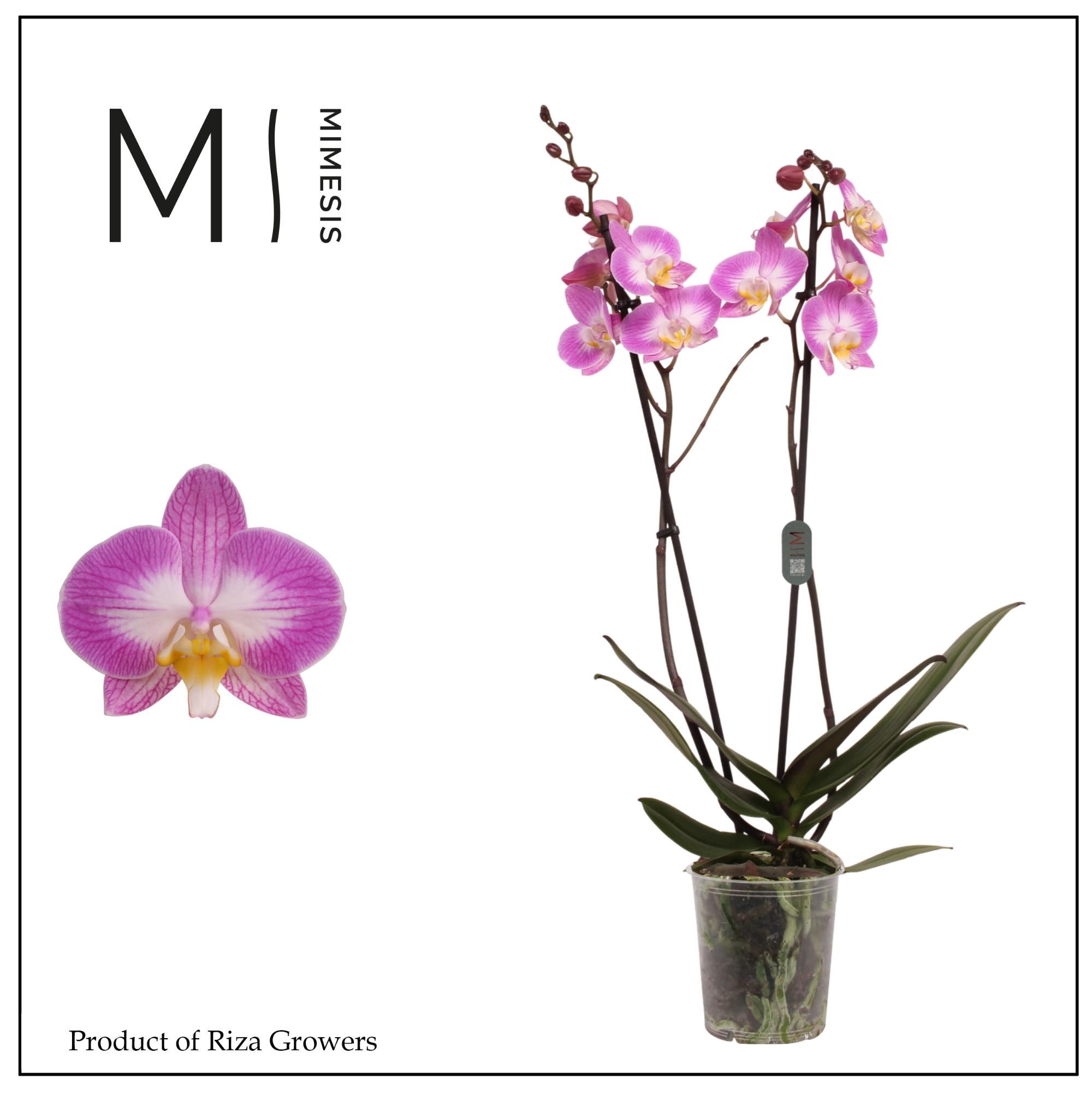 Горшечные цветы и растения оптом Phal 2st Split 16+ Mimesis (orchid Growers) от 10шт из Голландии с доставкой по России