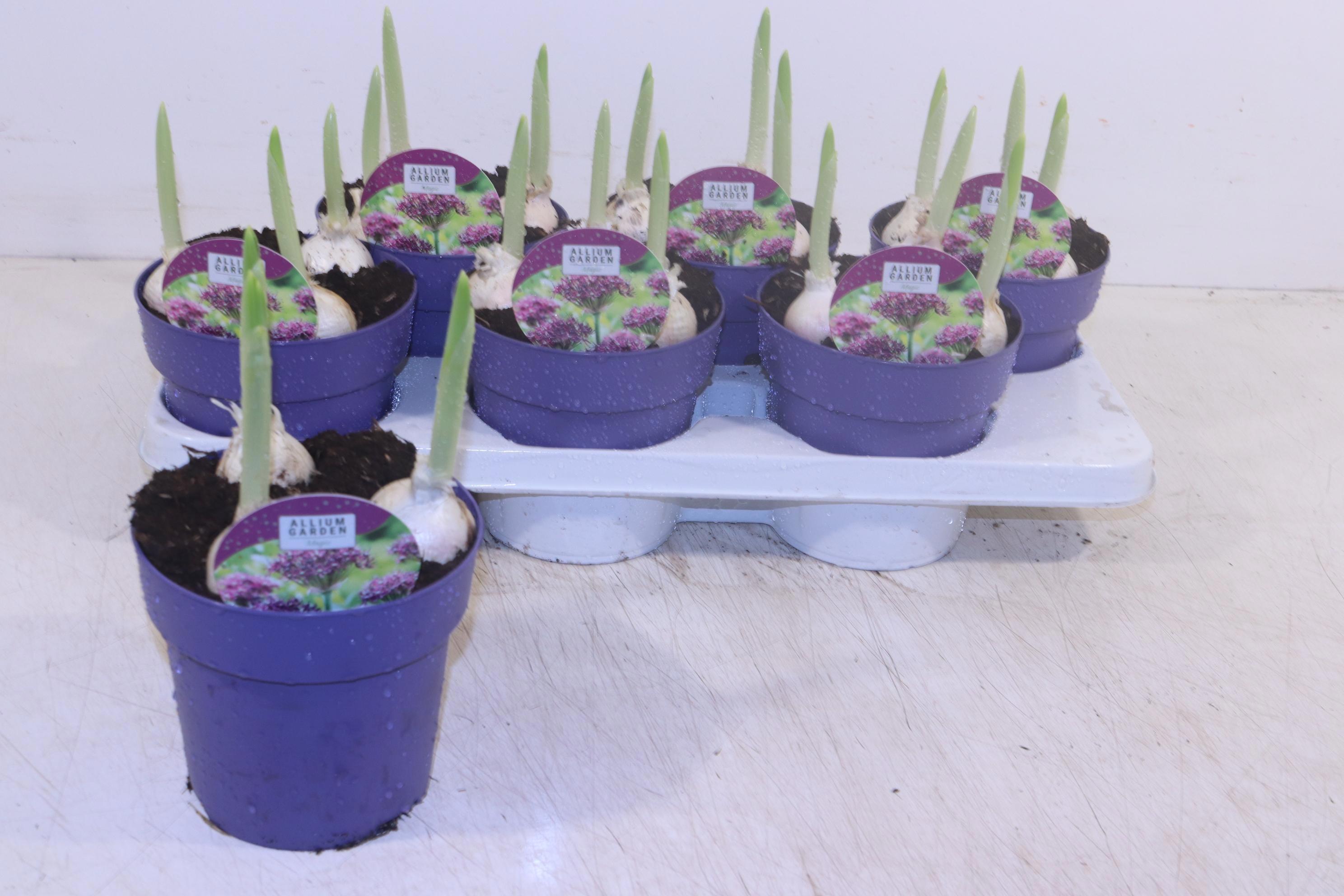 Горшечные цветы и растения оптом Alli Ov от 6шт из Голландии с доставкой по России