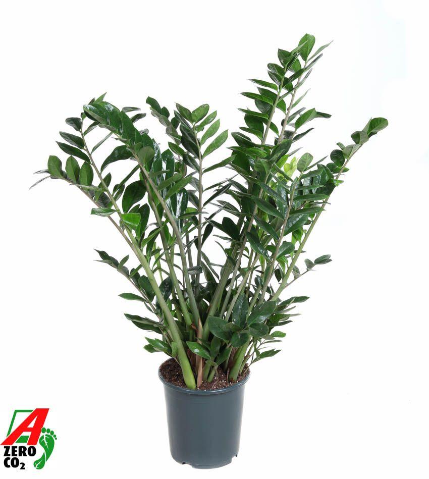 Горшечные цветы и растения оптом Zamioculcas 15+ от 1шт из Голландии с доставкой по России