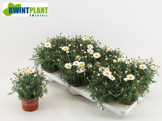 Горшечные цветы и растения оптом Arg La Rita C White от 12шт из Голландии с доставкой по России