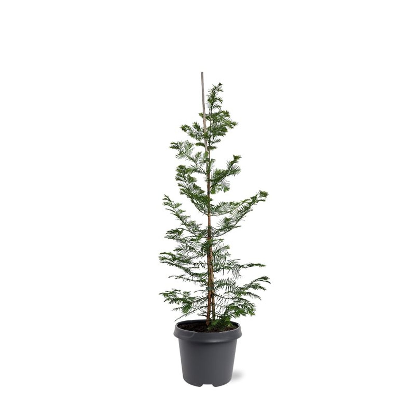 Горшечные цветы и растения оптом Metasequoia Glyptostroboïdes от 1шт из Голландии с доставкой по России