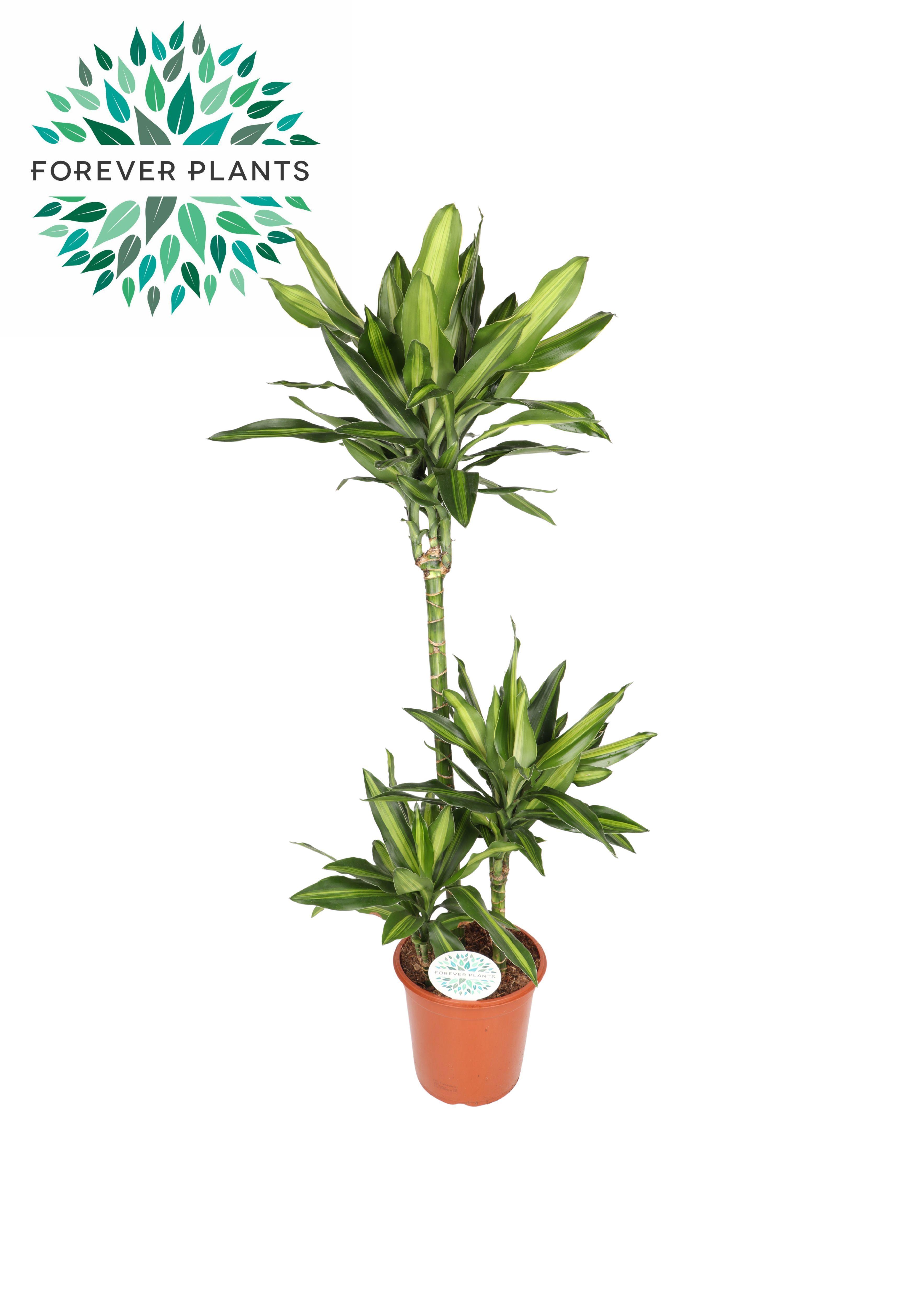 Горшечные цветы и растения оптом Dracaena Silindo 75+30+10 от 1шт из Голландии с доставкой по России