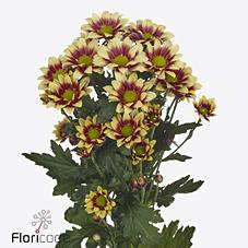 Срезанные цветы оптом Chrys sp together yellow от 80шт из Голландии с доставкой по России Срезанные цветы оптом Chrys sp together yellow от 80шт из Голландии с доставкой по России