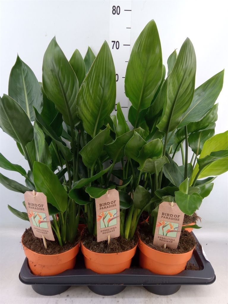 Горшечные цветы и растения оптом Strelitzia Reg.   ...no Flowers от 6шт из Голландии с доставкой по России