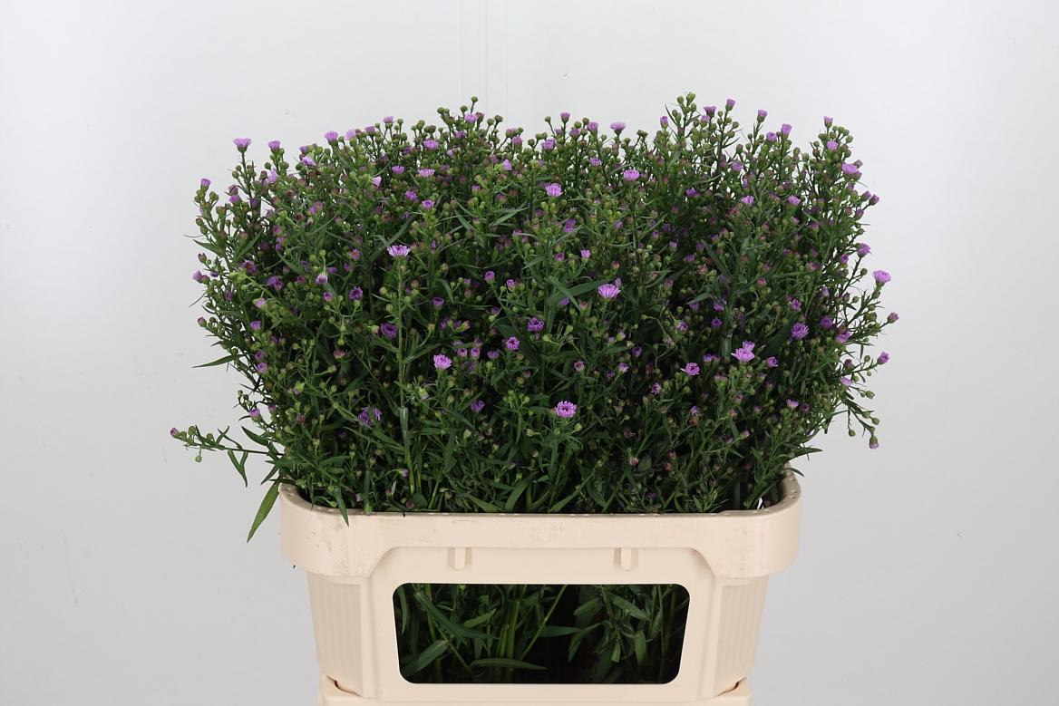 Срезанные цветы оптом Aster painted lady от 75шт из Голландии с доставкой по России