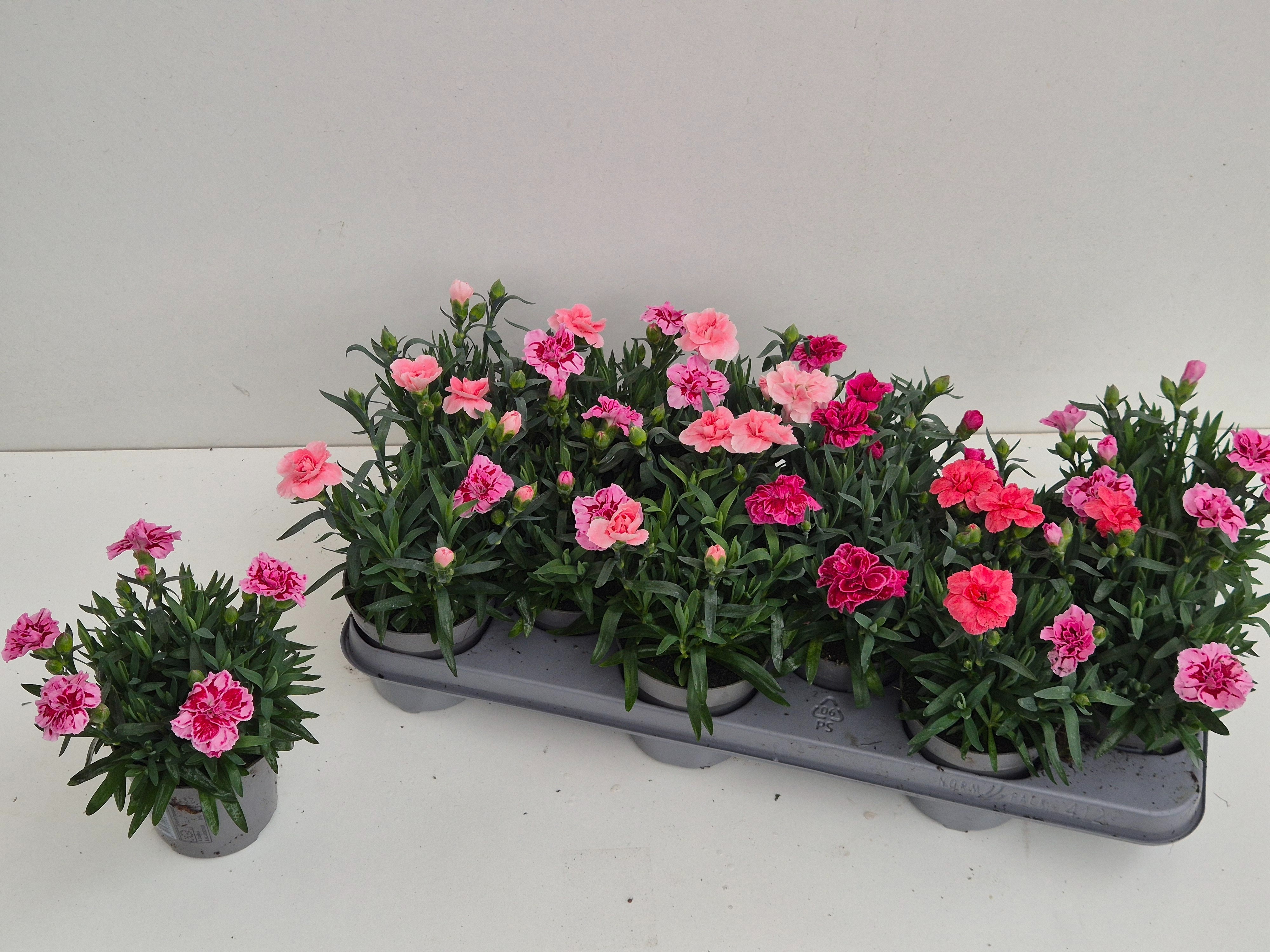 Горшечные цветы и растения оптом Dian Osc Gem от 12шт' из Голландии с доставкой по России