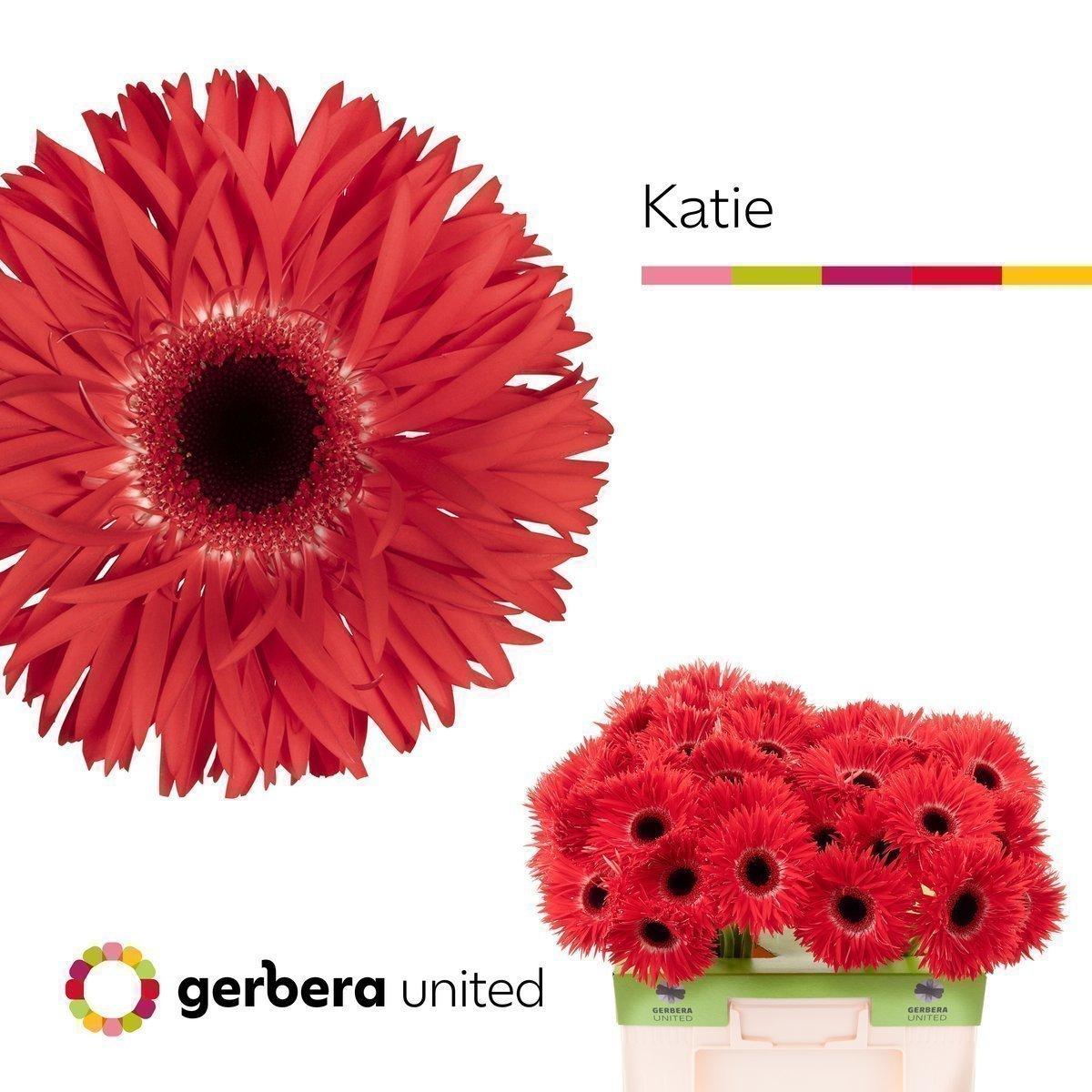 Срезанные цветы оптом Gerbera gerspider katie+ от 50шт из Голландии с доставкой по России