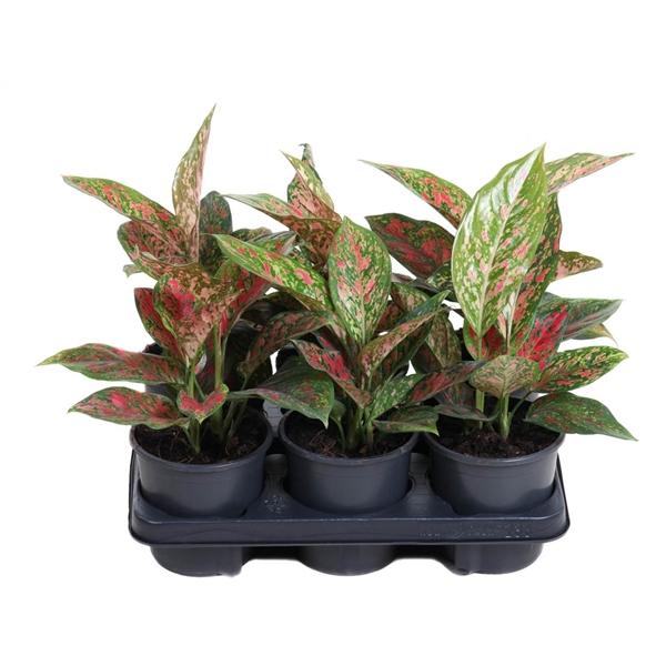 Горшечные цветы и растения оптом Aglaonema Venus от 6шт из Голландии с доставкой по России