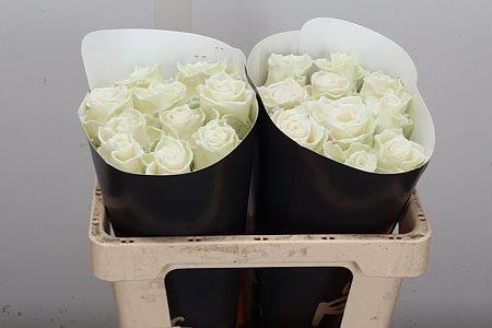 Срезанные цветы оптом Rosa large wax white от 20шт из Голландии с доставкой по России