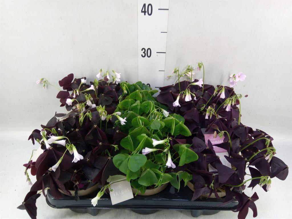 Горшечные цветы и растения оптом Oxalis   ... от 6шт из Голландии с доставкой по России
