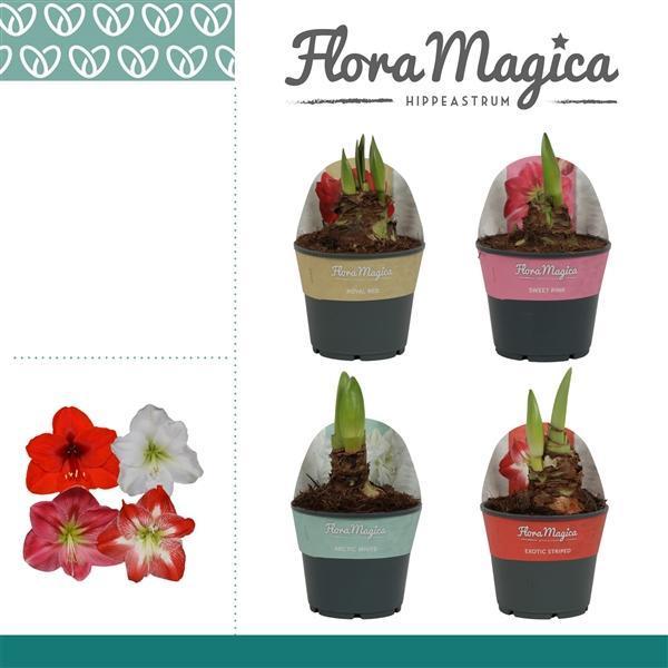 Горшечные цветы и растения оптом Hipp Mix 2pp In Potcover от 7шт из Голландии с доставкой по России