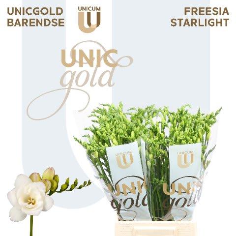 Срезанные цветы оптом Freesia do starlight от 50шт из Голландии с доставкой по России