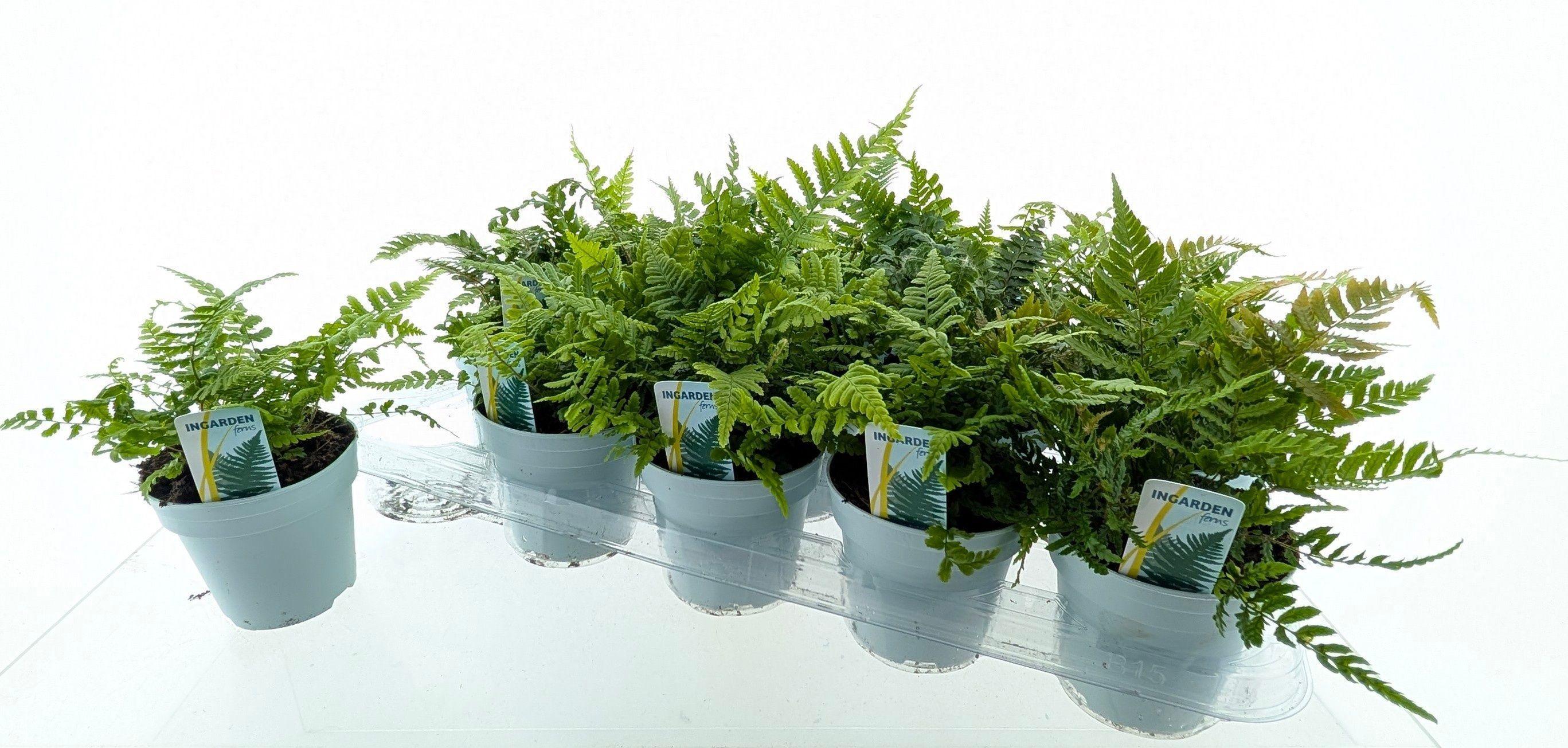 Горшечные цветы и растения оптом Varens Gem от 15шт из Голландии с доставкой по России