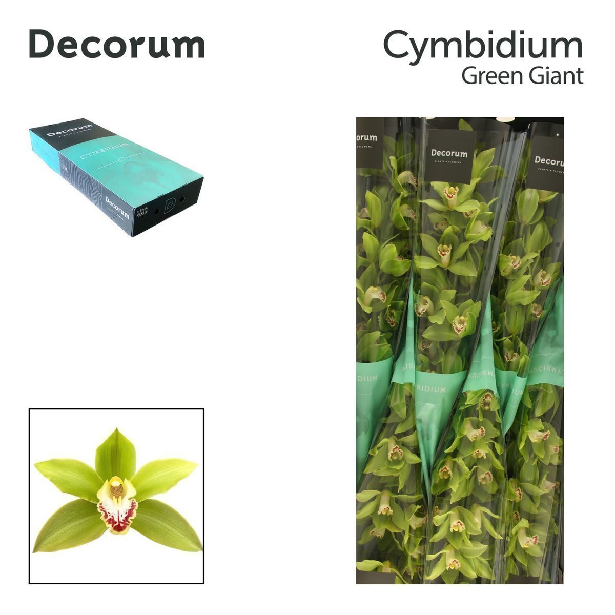 Срезанные цветы оптом Cymbidium green giant от 8шт. из Голландии с доставкой по России