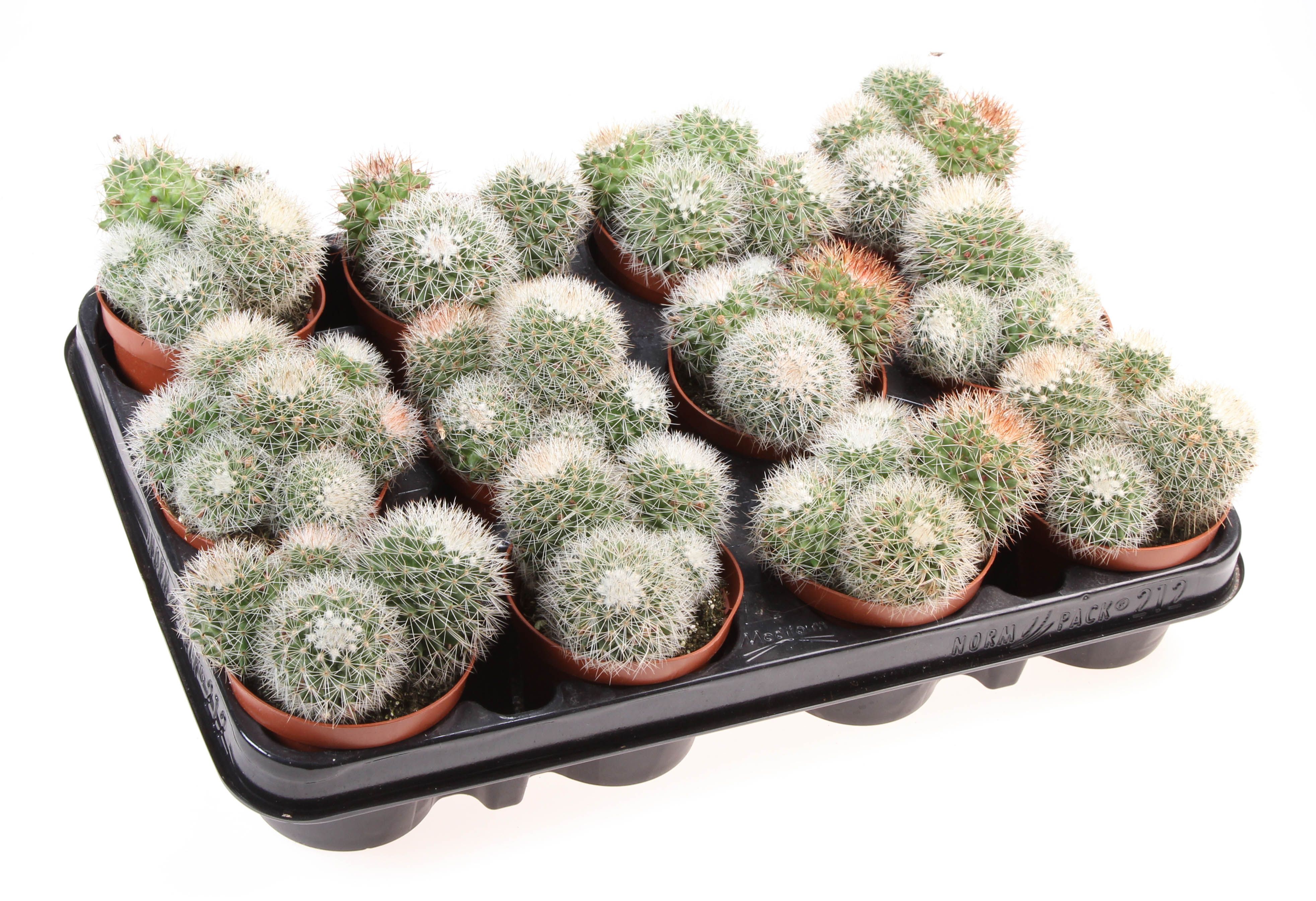 Горшечные цветы и растения оптом Mammillaria Ernestii от 12шт (для телеги) из Голландии с доставкой по России