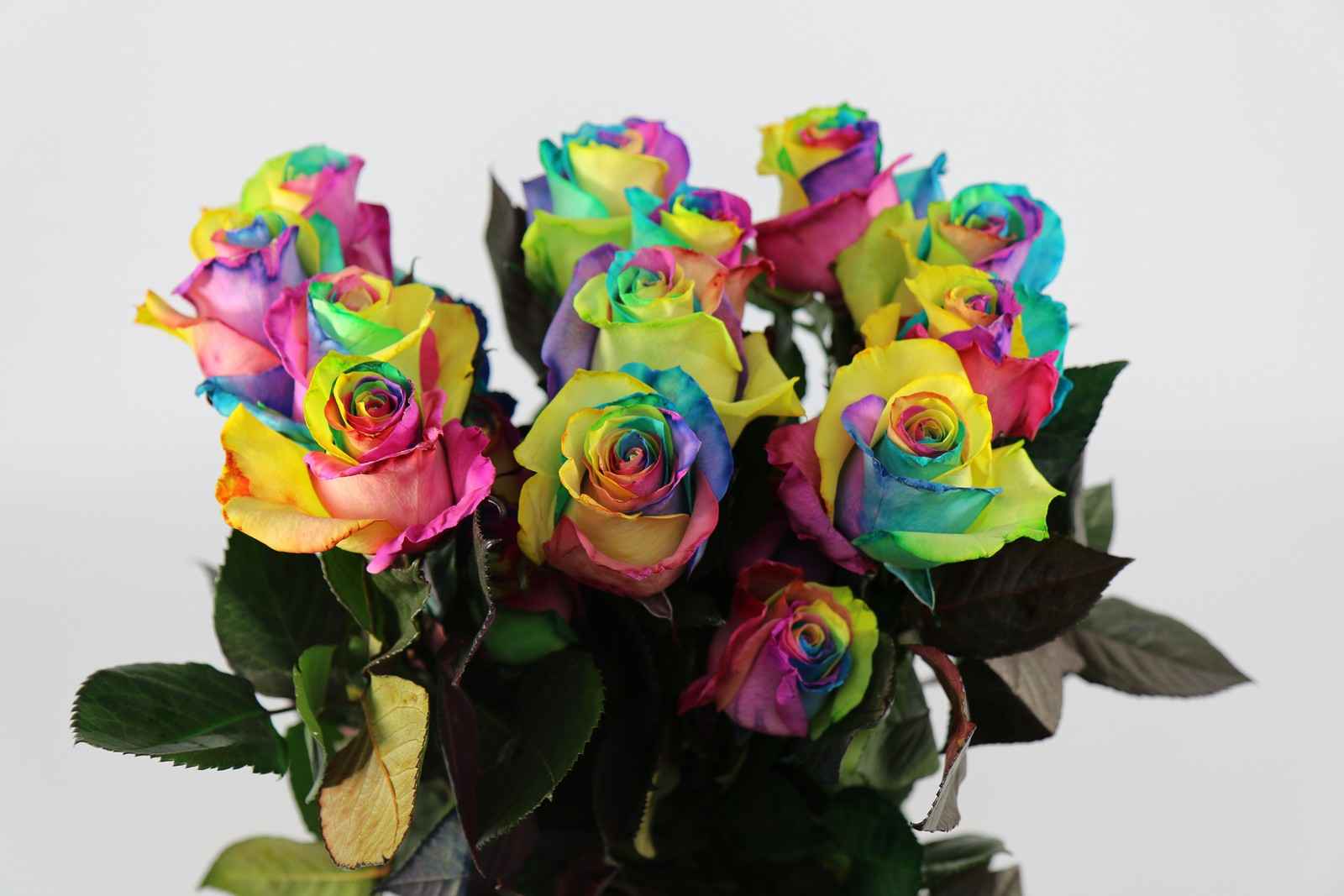 Срезанные цветы оптом Rosa ec paint magic rainbow от 25шт из Голландии с доставкой по России
