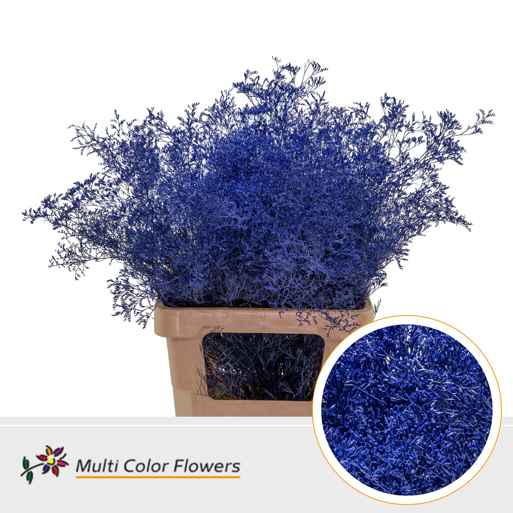 Срезанные цветы оптом Limonium beltlaard paint blue dark от 25шт из Голландии с доставкой по России