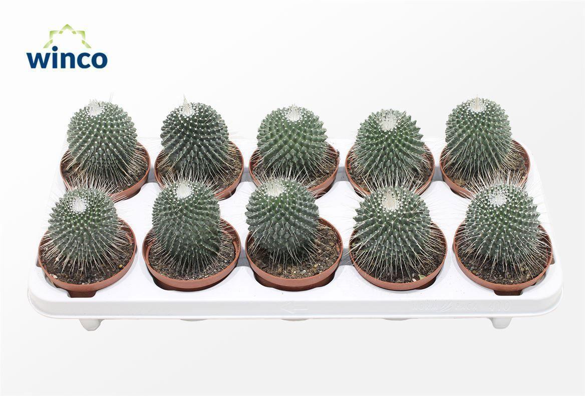 Горшечные цветы и растения оптом Mammillaria Spinosisima Un Pico от 10шт из Голландии с доставкой по России