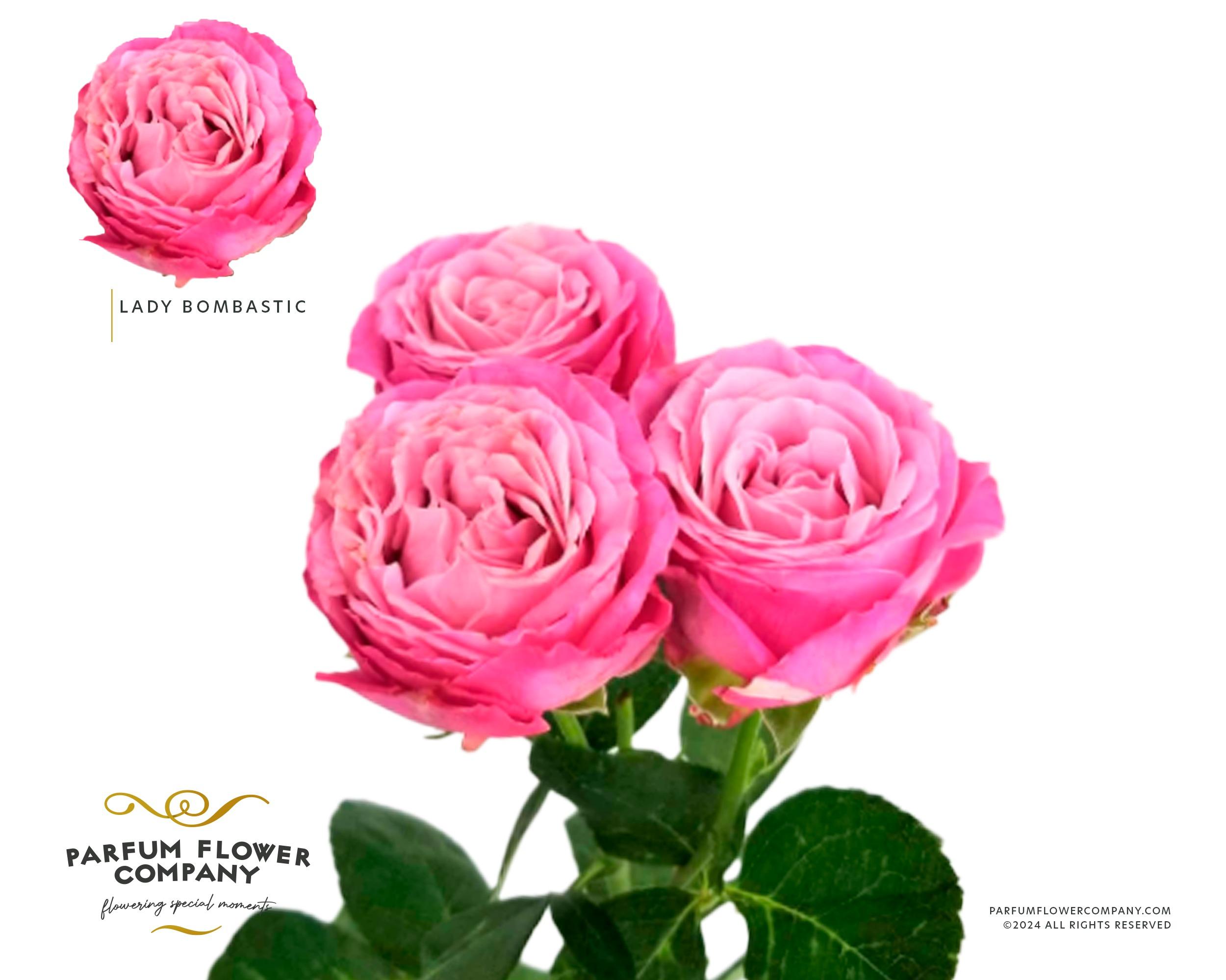 Срезанные цветы оптом Rosa spray lady bombastic от 12шт из Голландии с доставкой по России