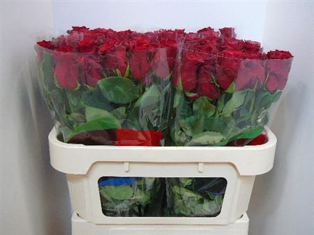 Срезанные цветы оптом Rosa large rhodos от 280шт из Голландии с доставкой по России