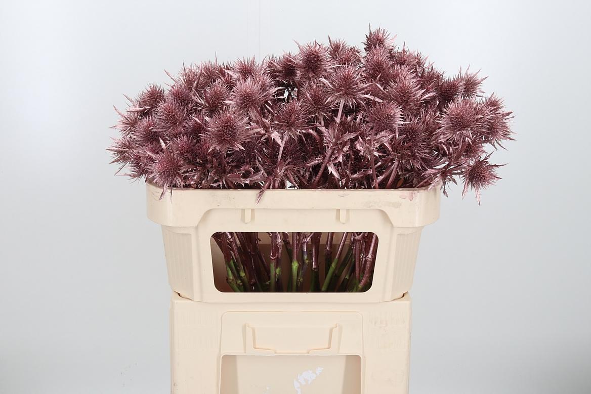 Срезанные цветы оптом Eryngium supernova paint rose gold от 40шт из Голландии с доставкой по России
