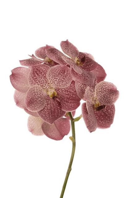 Срезанные цветы оптом Vanda sunanda leopard coral от 16шт из Голландии с доставкой по России