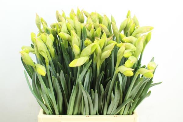 Срезанные цветы оптом Narcissus do tahiti от 100шт из Голландии с доставкой по России