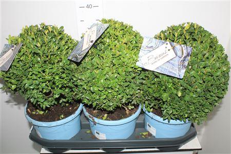 Горшечные цветы и растения оптом Buxu Sempervirens от 3шт из Голландии с доставкой по России